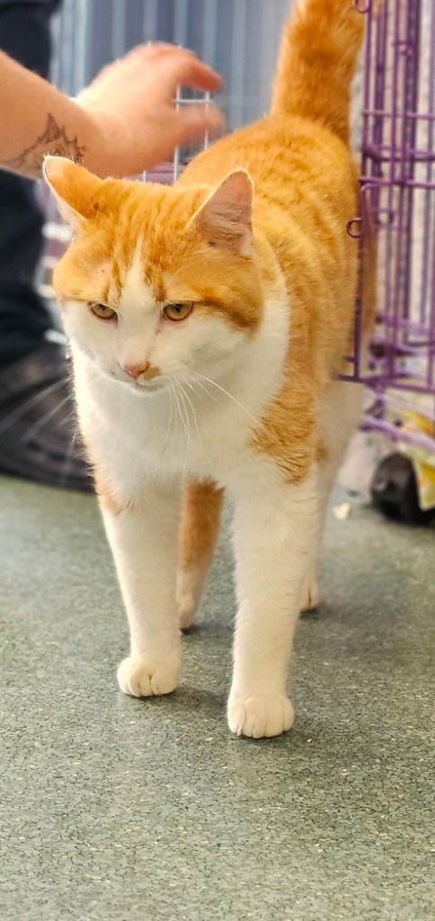 Butterscotch