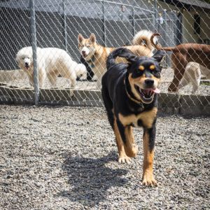 This big love bug was rescued in Okanogan county He was rescued along side his littermate Billy He