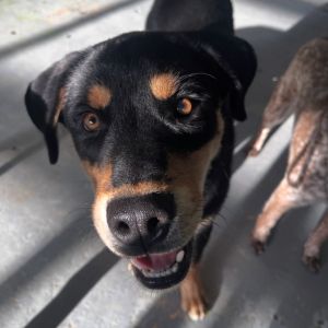 Billy was rescued with his brother in Okanogan county He has since been neutered and is ready for h