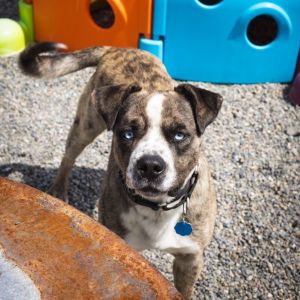 Meet Otis a medium-sized bundle of love rescued from a pound in Okanogan County This soft-hearted 