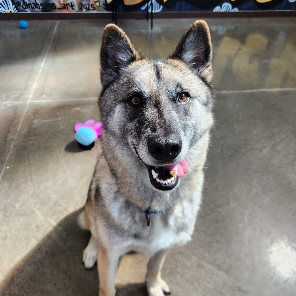 Deloris, an adoptable German Shepherd Dog, Husky in Mankato, MN, 56001 | Photo Image 1