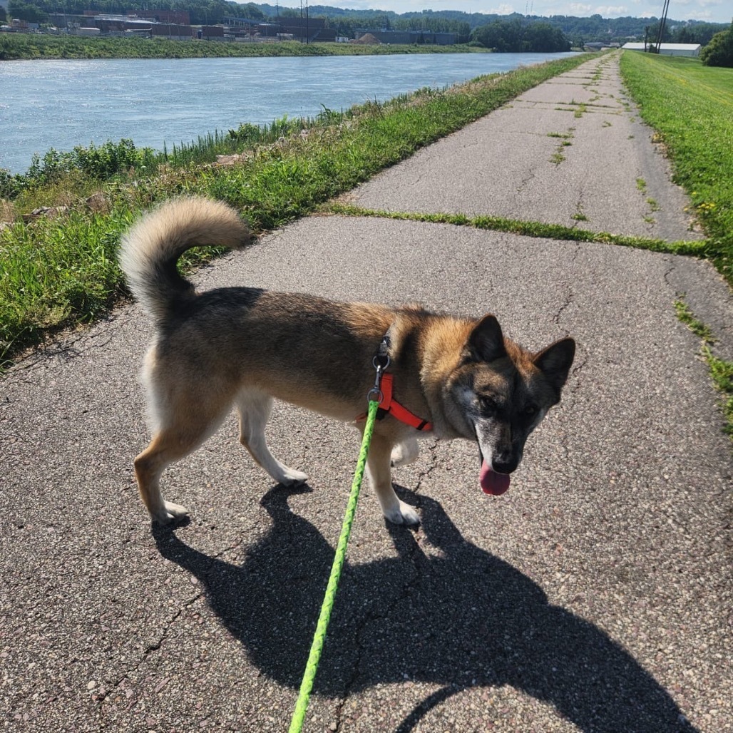 Deloris, an adoptable German Shepherd Dog, Husky in Mankato, MN, 56001 | Photo Image 3