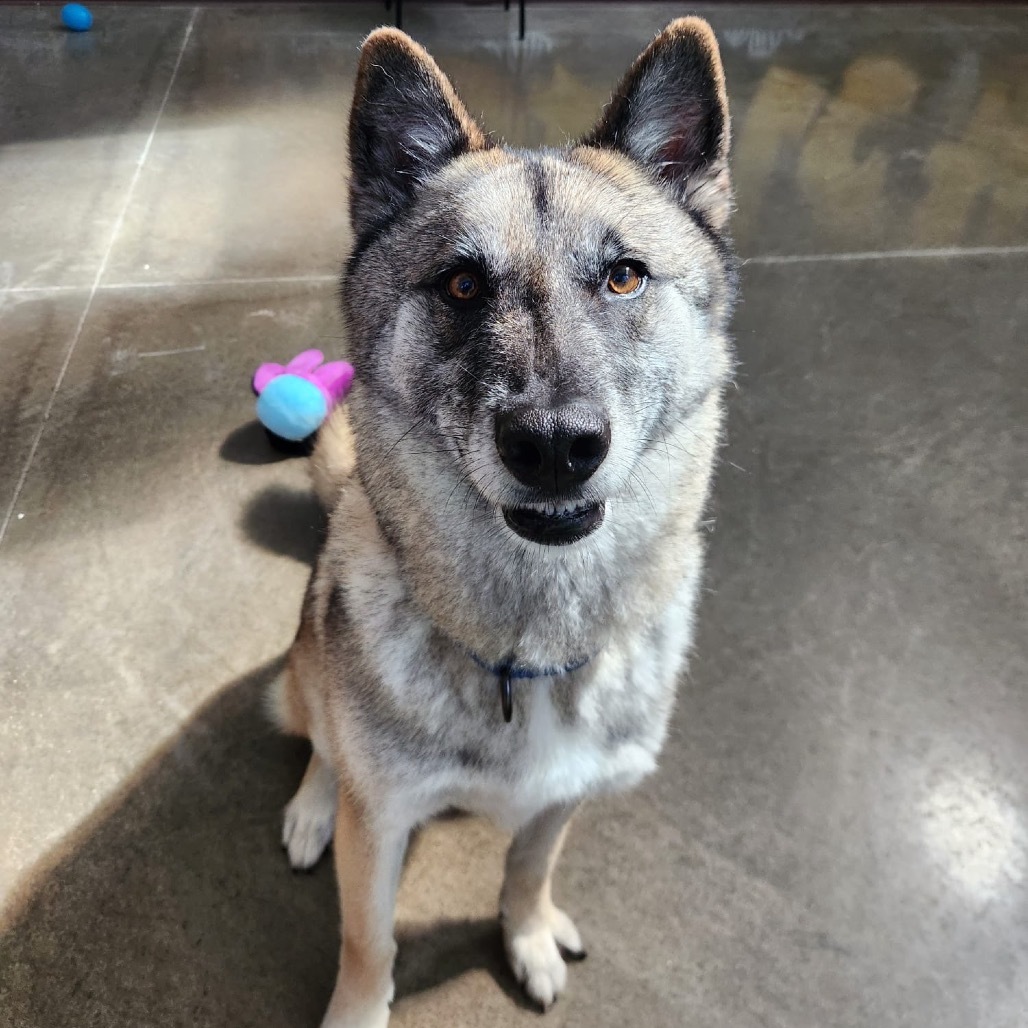 Deloris, an adoptable German Shepherd Dog, Husky in Mankato, MN, 56001 | Photo Image 4