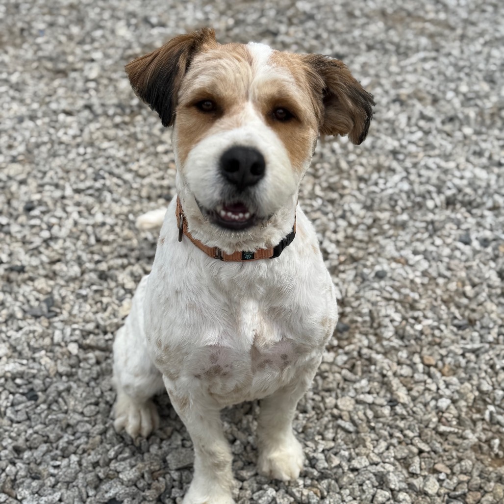 Hoss, an adoptable Mixed Breed in Oxford, ME, 04270 | Photo Image 1