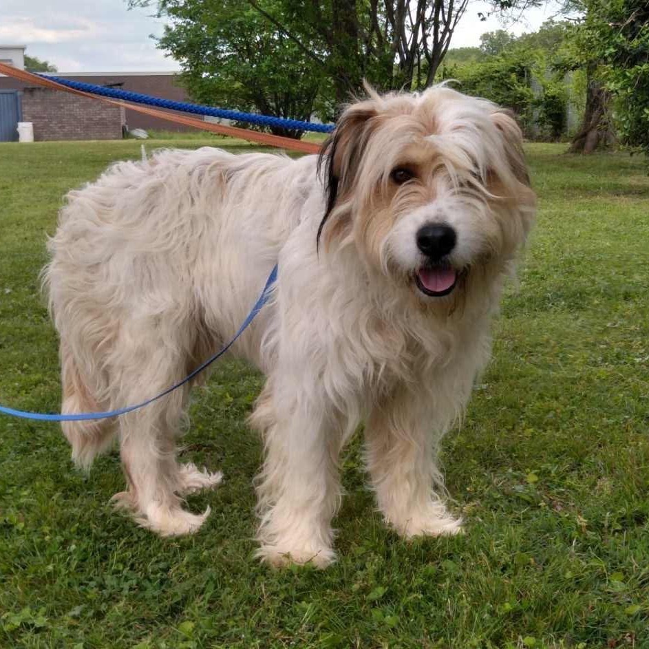 Hoss, an adoptable Mixed Breed in Oxford, ME, 04270 | Photo Image 2