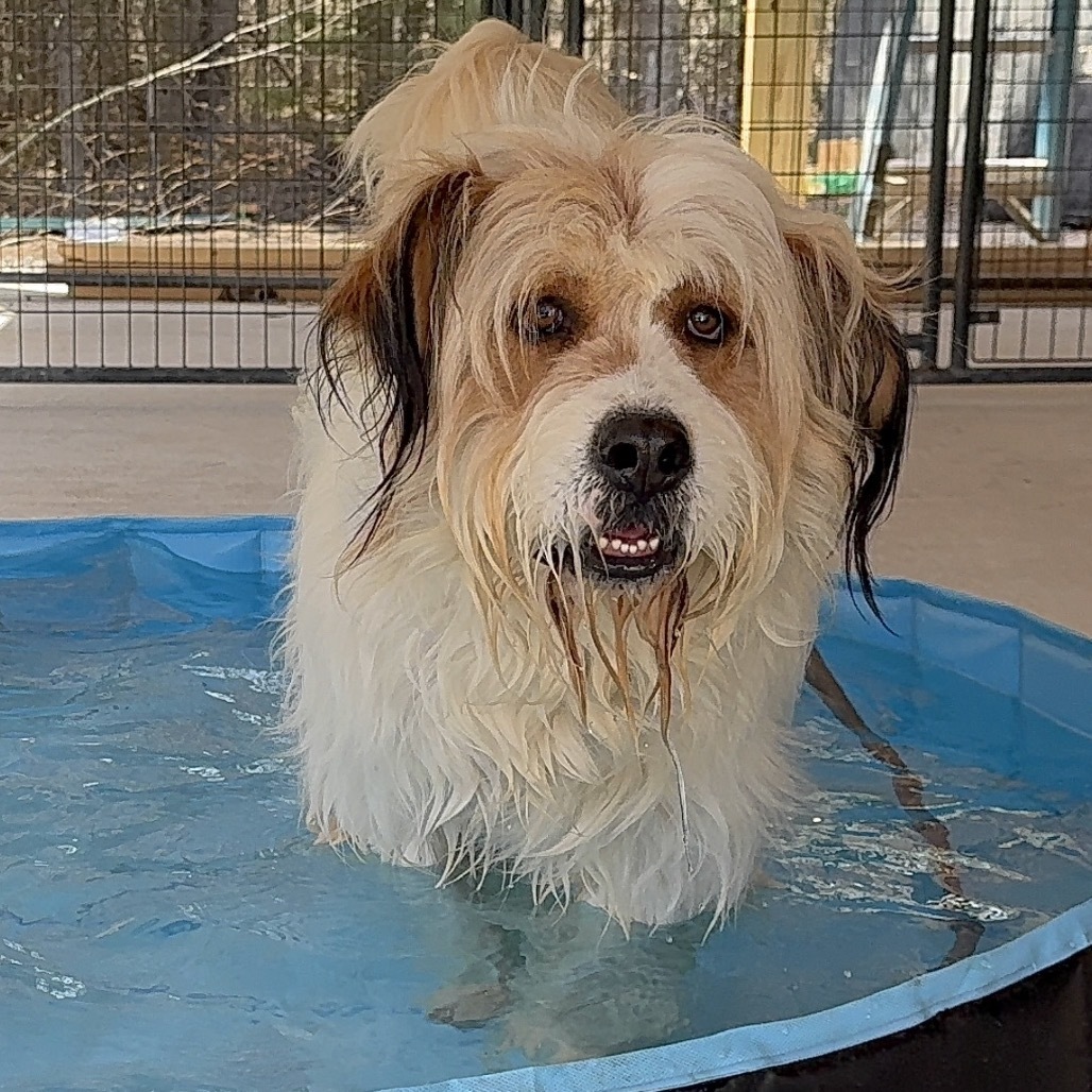Hoss, an adoptable Mixed Breed in Oxford, ME, 04270 | Photo Image 3