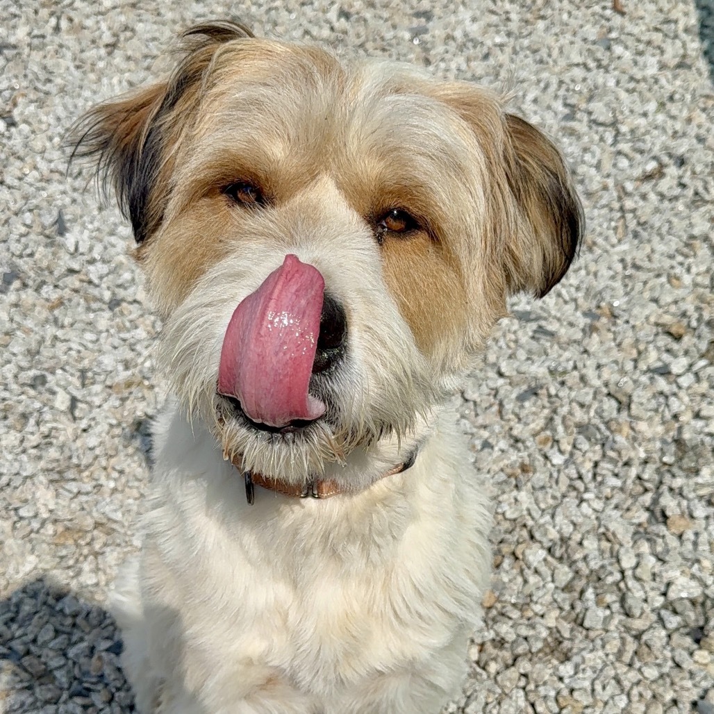 Hoss, an adoptable Mixed Breed in Oxford, ME, 04270 | Photo Image 4