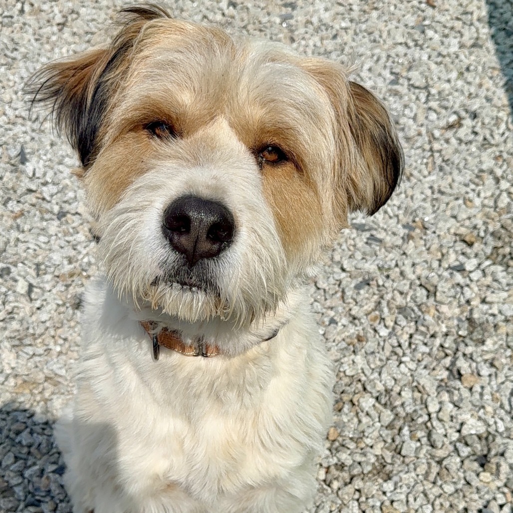 Hoss, an adoptable Mixed Breed in Oxford, ME, 04270 | Photo Image 5