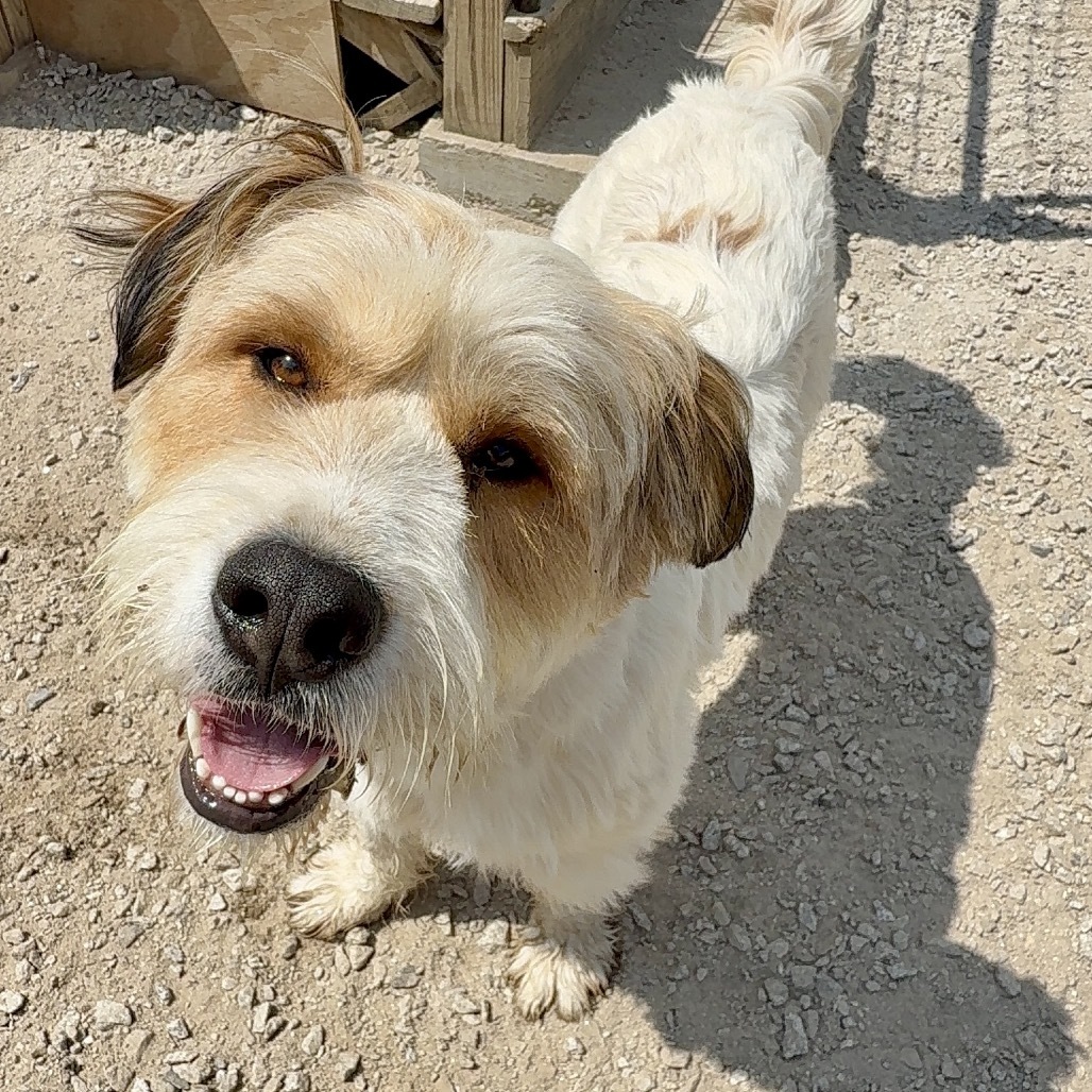 Hoss, an adoptable Mixed Breed in Oxford, ME, 04270 | Photo Image 5