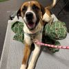 Banjo photo 6