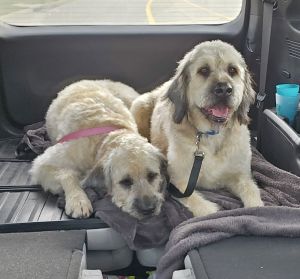 Millie &amp; Maude (Courtesy Listing), Adult Female Standard Poodle