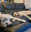 Millie &amp; Maude (Courtesy Listing) photo 2