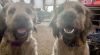 Millie &amp; Maude (Courtesy Listing) photo 3