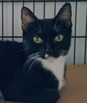 Twinky is a sweet cat who should get along with any new familyIf you are interested in adopting this