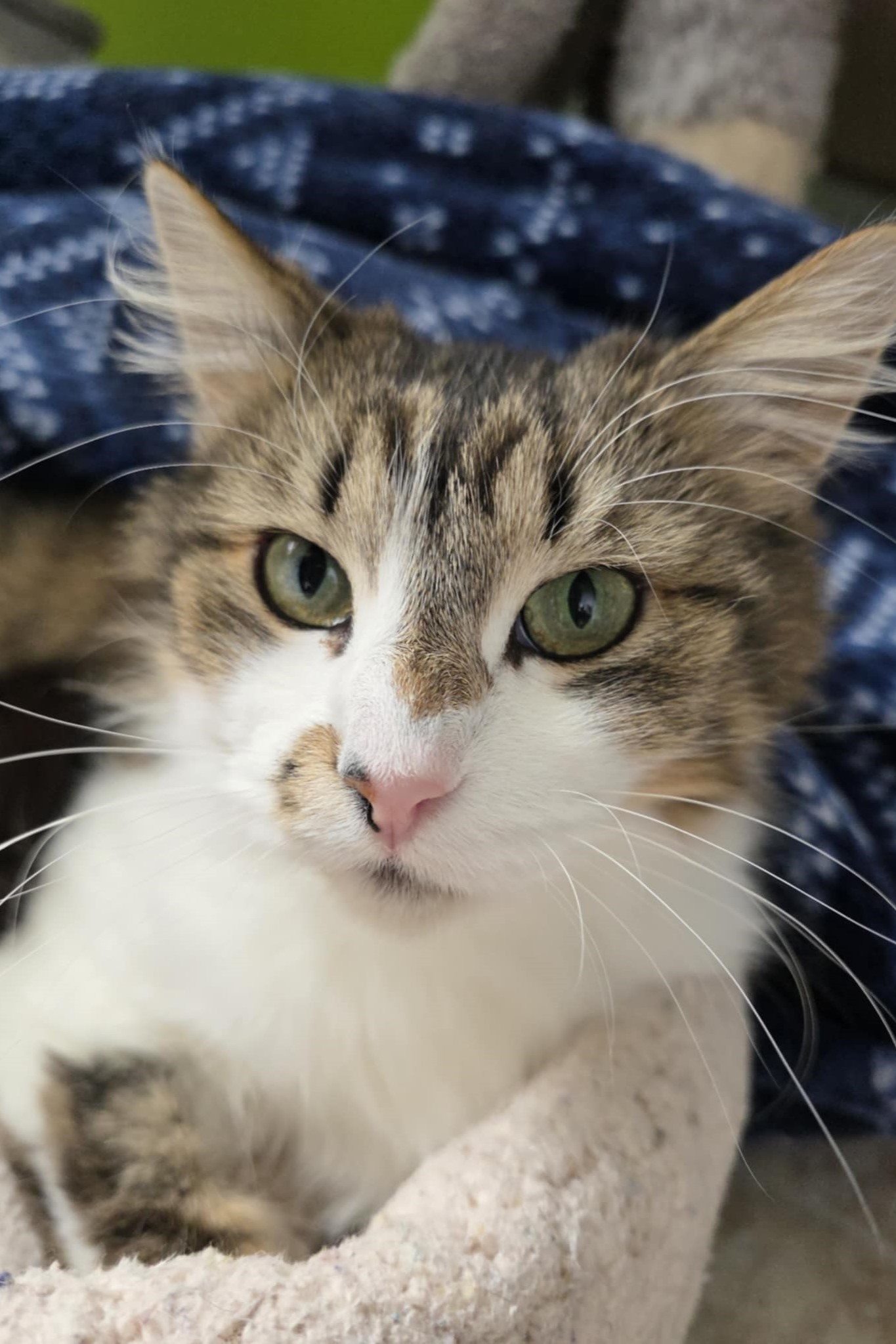 Nutmeg