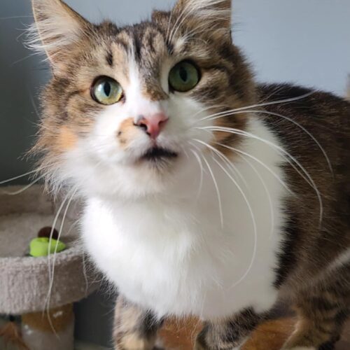 Nutmeg