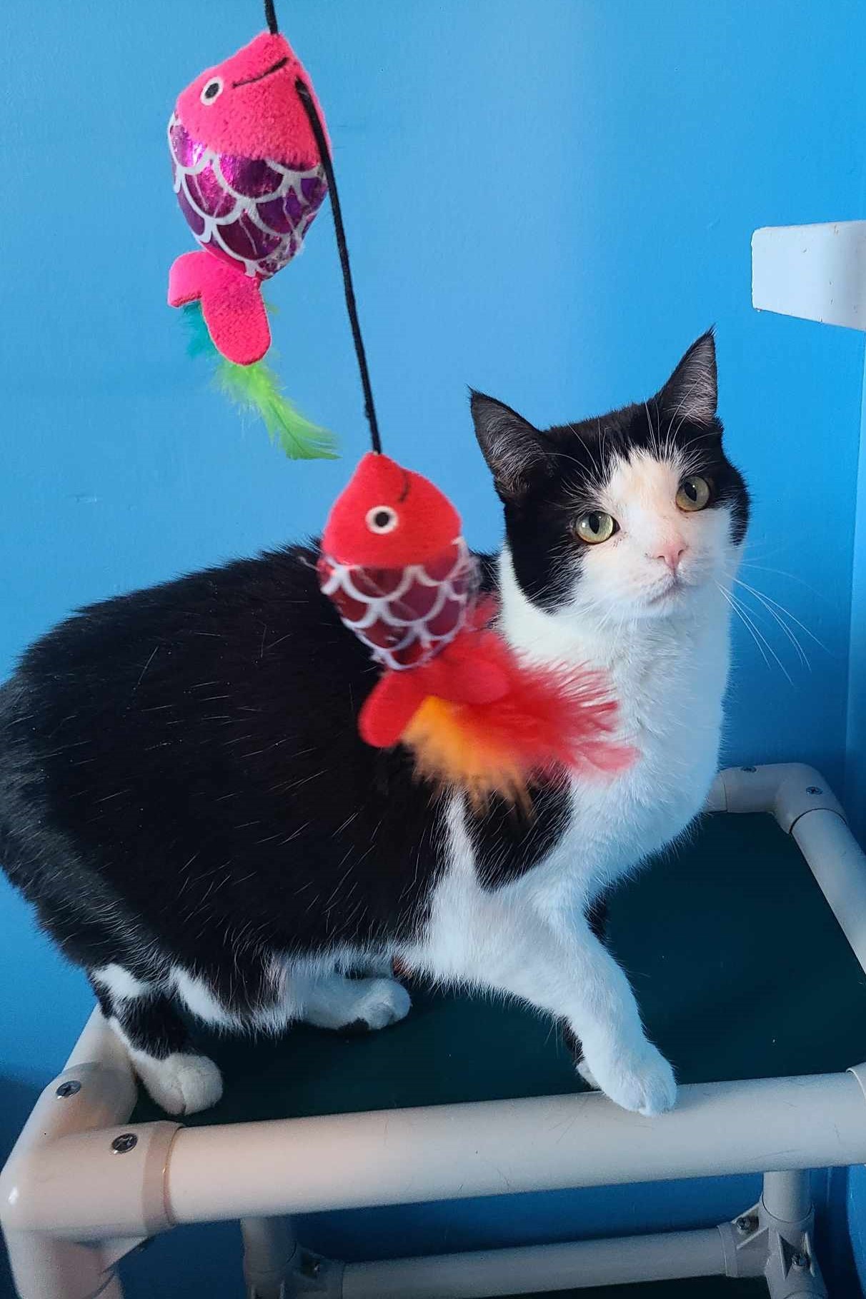 Pepper