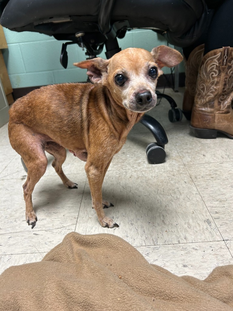 Stimpy - FKA Coco, an adoptable Affenpinscher in Chickamauga , GA, 30707 | Photo Image 1