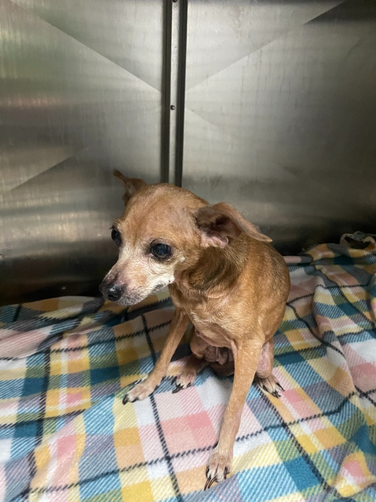 Stimpy - FKA Coco, an adoptable Affenpinscher in Chickamauga , GA, 30707 | Photo Image 2