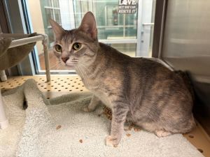 If you are interested in adopting from SAS please contact 8304012335 to schedule an adoption appoint