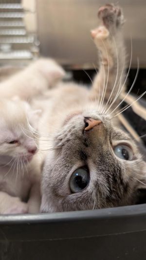 If you are interested in adopting from SAS please contact 8304012335 to schedule an adoption appoint