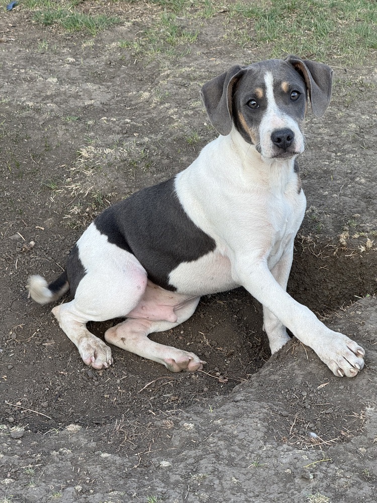 Shadow, an adoptable Mixed Breed in Mandan, ND, 58554 | Photo Image 1