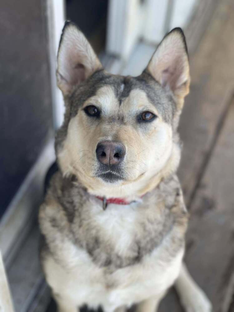 Roni, an adoptable Mixed Breed in Mandan, ND, 58554 | Photo Image 1
