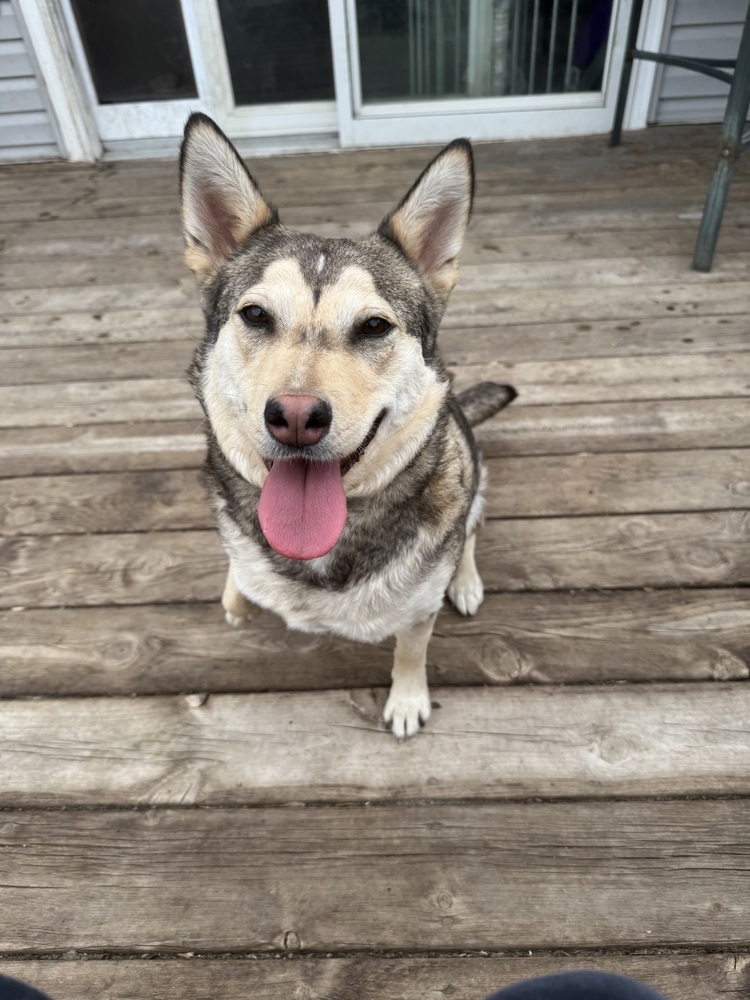 Roni, an adoptable Mixed Breed in Mandan, ND, 58554 | Photo Image 2