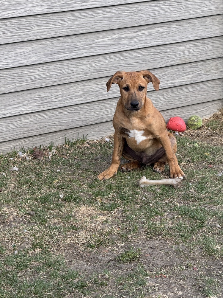 Buck, an adoptable Mixed Breed in Mandan, ND, 58554 | Photo Image 1