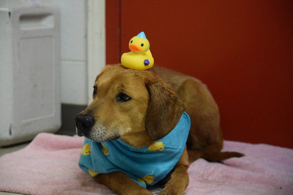 Clifford, an adoptable Rhodesian Ridgeback, Redbone Coonhound in Salmon, ID, 83467 | Photo Image 1