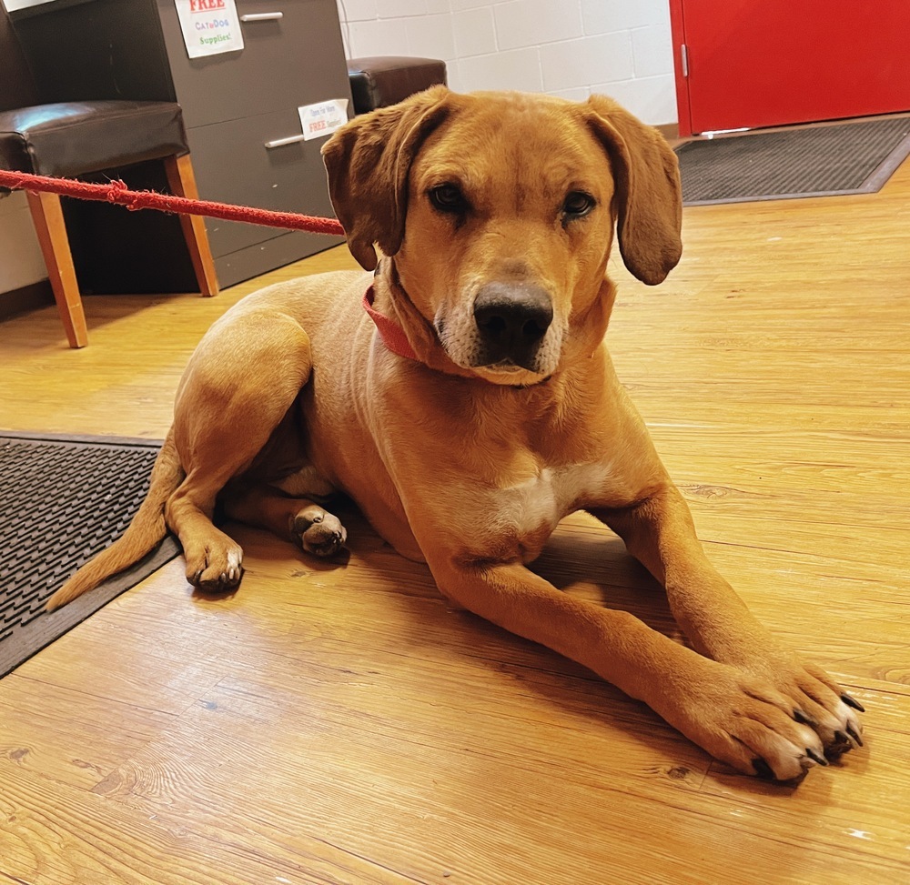 Clifford, an adoptable Rhodesian Ridgeback, Redbone Coonhound in Salmon, ID, 83467 | Photo Image 2