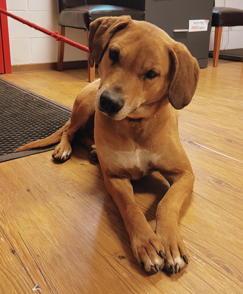 Clifford, an adoptable Rhodesian Ridgeback, Redbone Coonhound in Salmon, ID, 83467 | Photo Image 3