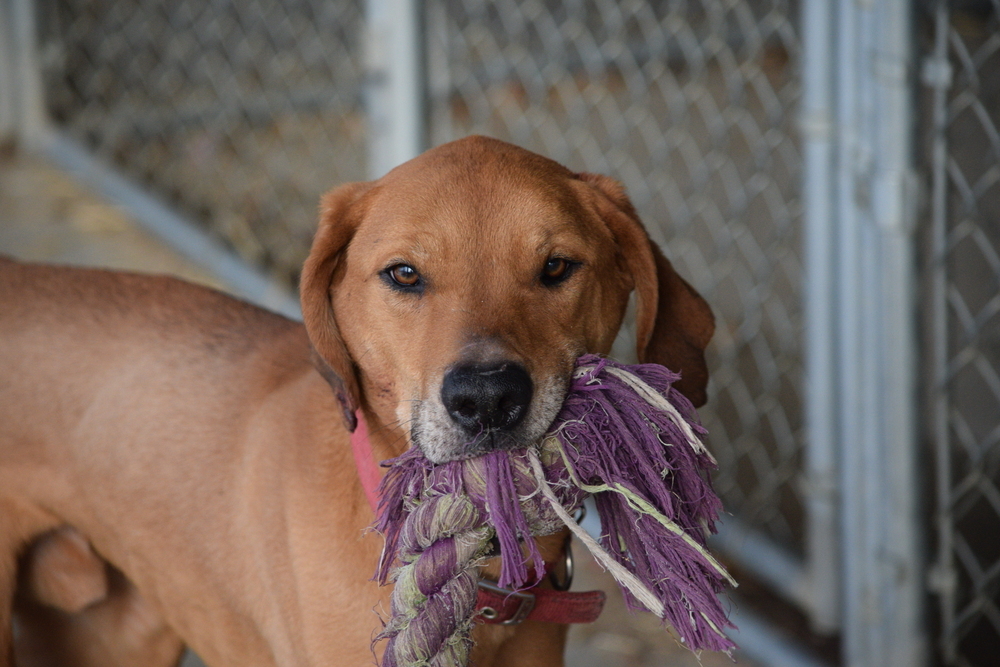 Clifford, an adoptable Rhodesian Ridgeback, Redbone Coonhound in Salmon, ID, 83467 | Photo Image 4