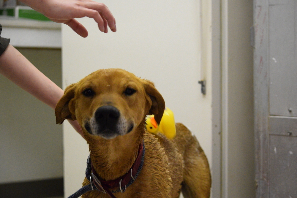 Clifford, an adoptable Rhodesian Ridgeback, Redbone Coonhound in Salmon, ID, 83467 | Photo Image 5