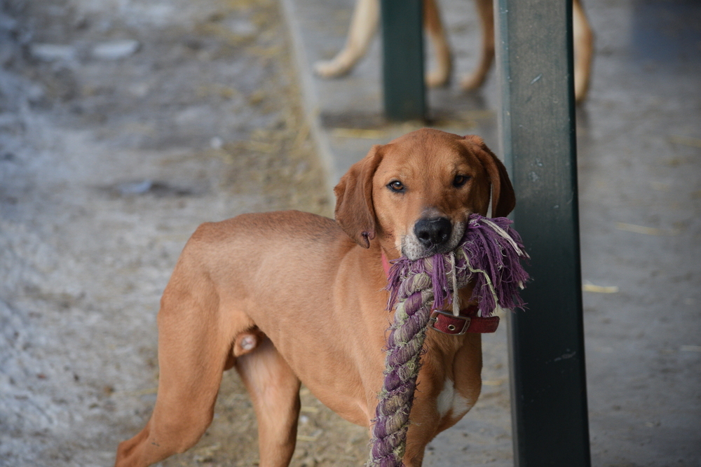Clifford, an adoptable Rhodesian Ridgeback, Redbone Coonhound in Salmon, ID, 83467 | Photo Image 6