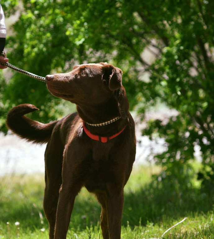 Coco, an adoptable Labrador Retriever, Collie in Salmon, ID, 83467 | Photo Image 1