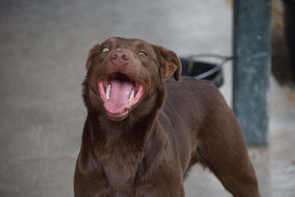 Coco, an adoptable Labrador Retriever, Collie in Salmon, ID, 83467 | Photo Image 2