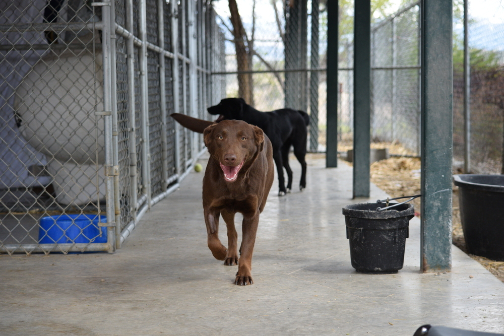 Coco, an adoptable Labrador Retriever, Collie in Salmon, ID, 83467 | Photo Image 3
