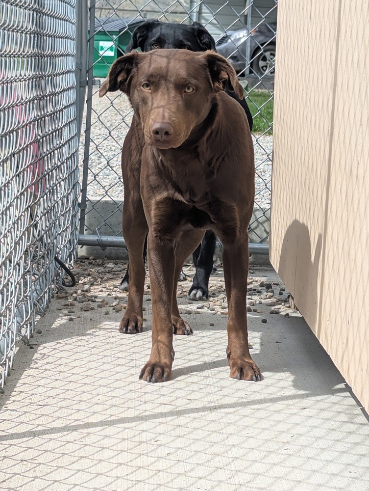 Coco, an adoptable Labrador Retriever, Collie in Salmon, ID, 83467 | Photo Image 4