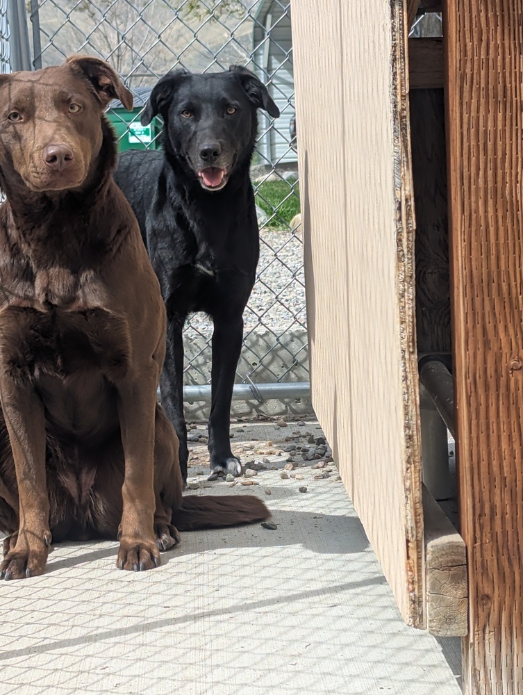 Coco, an adoptable Labrador Retriever, Collie in Salmon, ID, 83467 | Photo Image 5