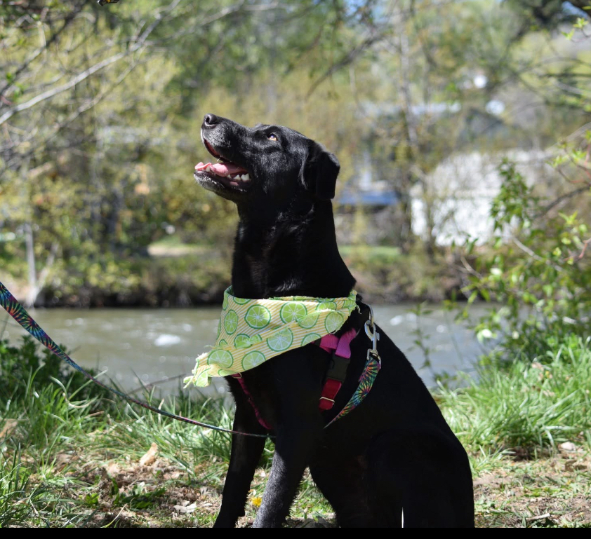 Luna, an adoptable Labrador Retriever, Collie in Salmon, ID, 83467 | Photo Image 1