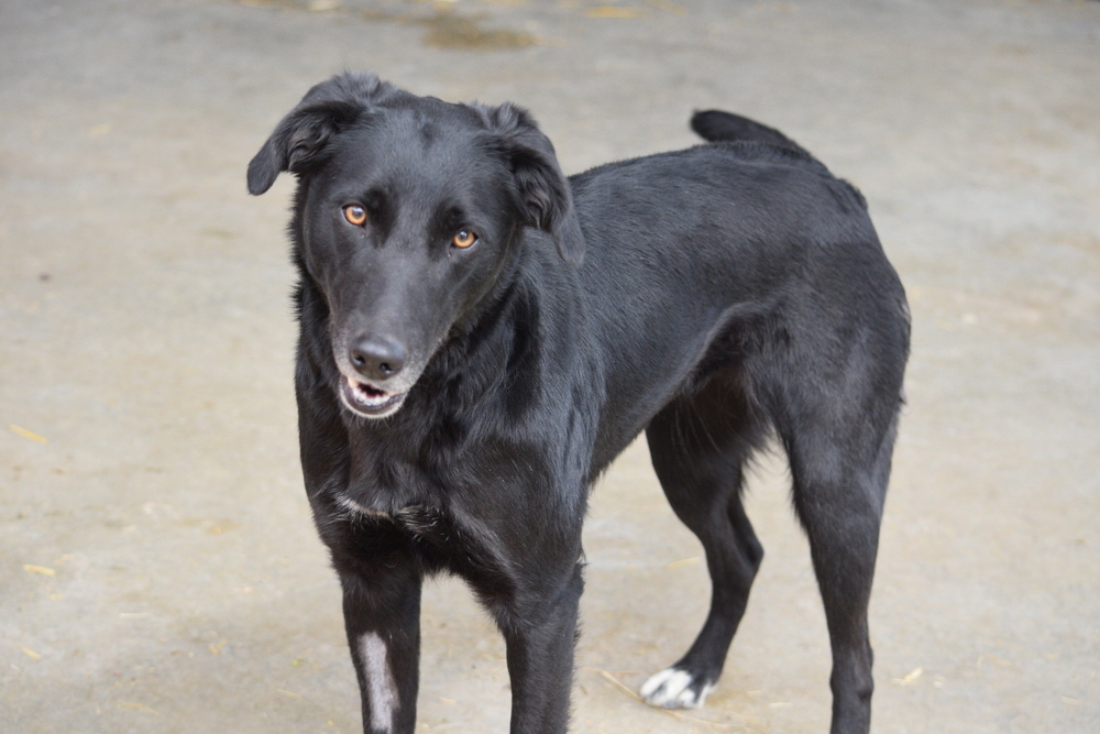 Luna, an adoptable Labrador Retriever, Collie in Salmon, ID, 83467 | Photo Image 2