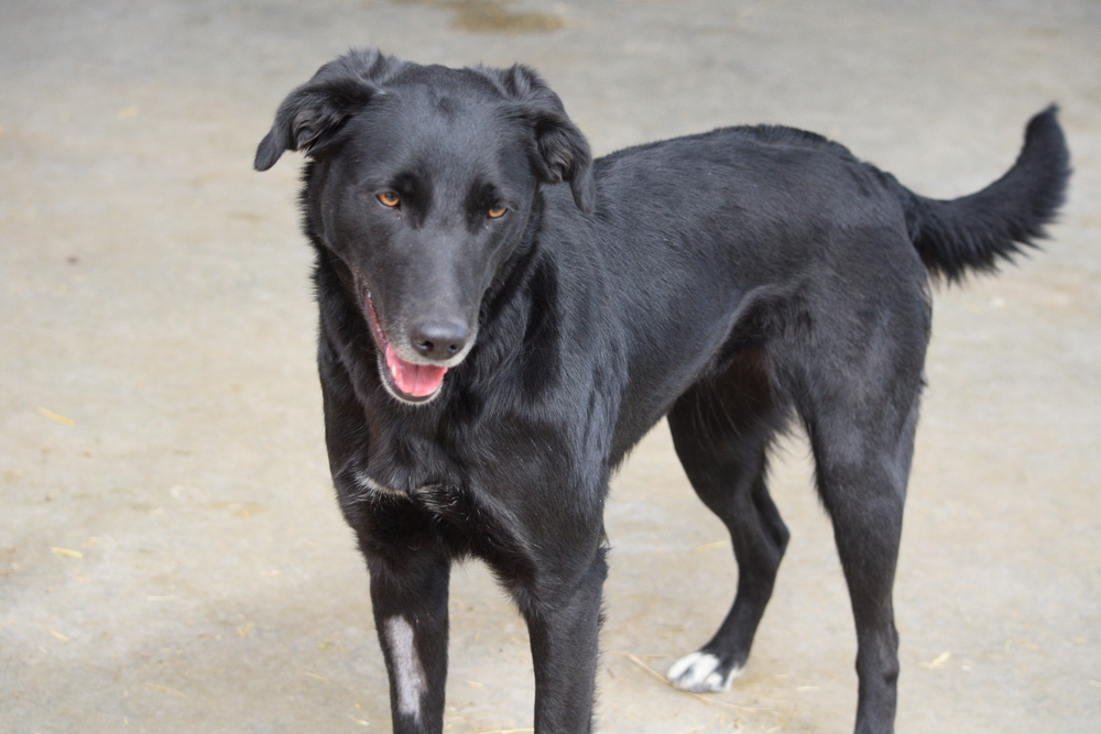Luna, an adoptable Labrador Retriever, Collie in Salmon, ID, 83467 | Photo Image 3