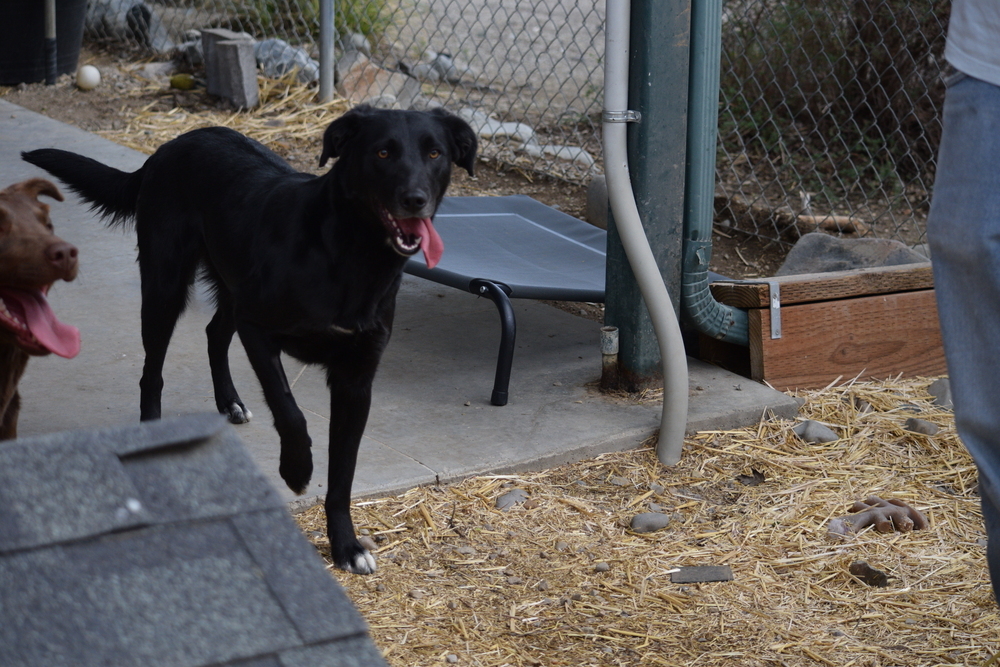 Luna, an adoptable Labrador Retriever, Collie in Salmon, ID, 83467 | Photo Image 4