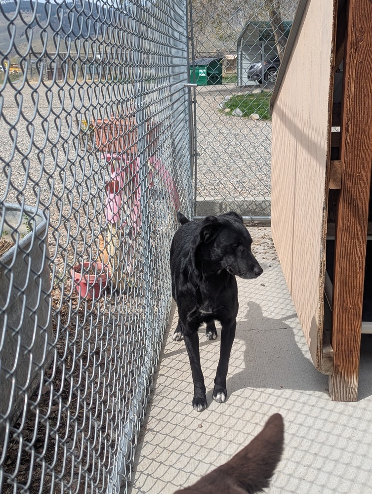 Luna, an adoptable Labrador Retriever, Collie in Salmon, ID, 83467 | Photo Image 5
