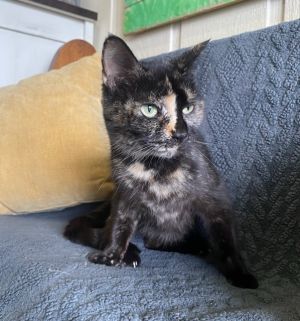 Dash, Young Female Domestic Short Hair