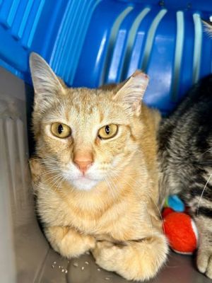 Trencher, Young Male Domestic Short Hair