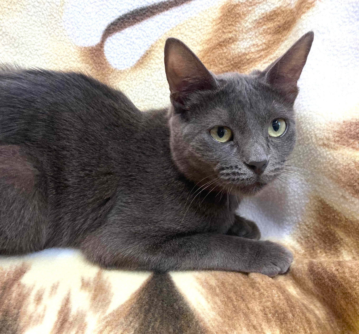 Kitten Tigra