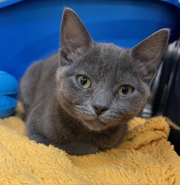 Kitten Tigra