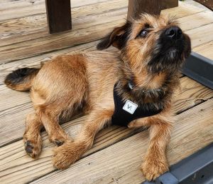 Barley, Young Male Terrier